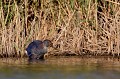  étang, oiseau, porphyrio porphyrio, porphyrion bleu, rallidés, Talève sultane, vertébrés 